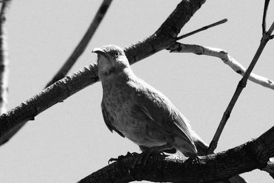 Low angle view of bird perching on a tree