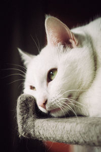 Close-up of a cat at home