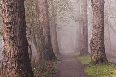 Trees in forest