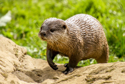 Close-up of an animal on rock