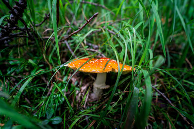 Close-up of fly on mushroom in field