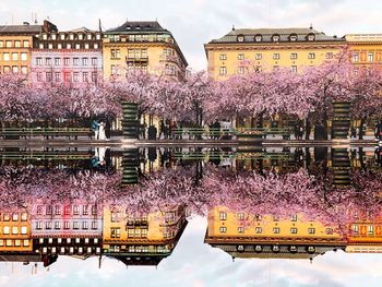 View of cherry blossom by building