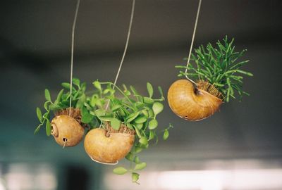 Close-up of plant