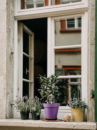 Potted plants on window sill of building