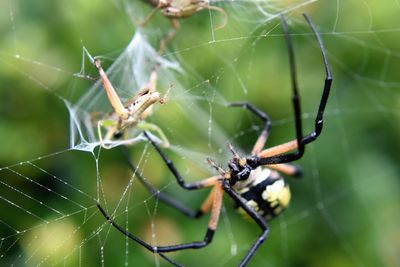 Close-up of spider on web