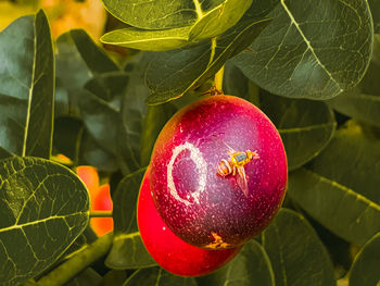 Close-up of apples on tree