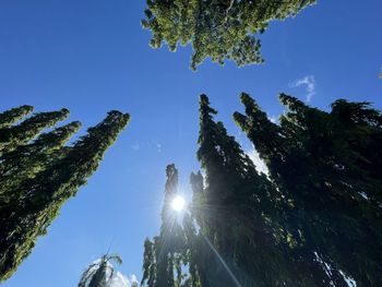 Low angle view of sunlight streaming through trees