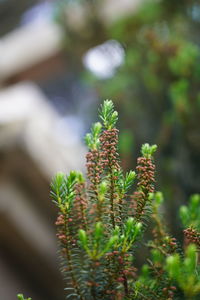 Close-up of succulent plant