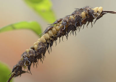 Close-up of insect larva on blurred background