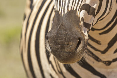 Close-up of elephant