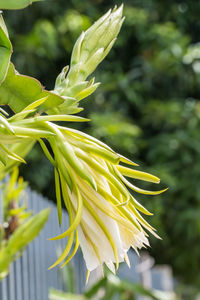 Close-up of yellow flowering plant