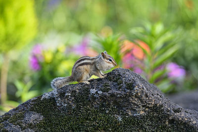 Close-up of squirrel on rock