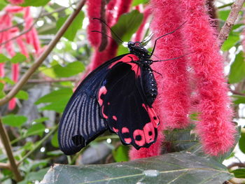 Close-up of butterfly on plant