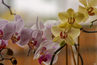Close-up of orchids on plant