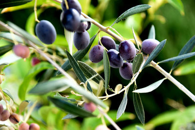 Close-up of black olives growing on plant