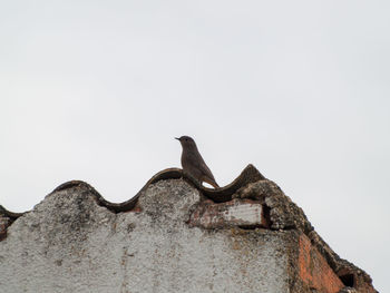 Low angle view of lizard on rock against clear sky