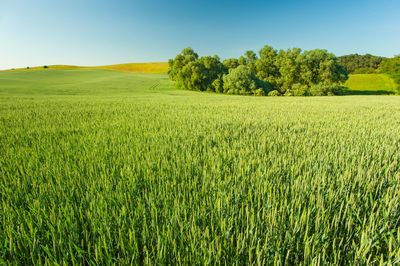 Scenic view of agricultural field against sky