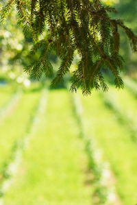 Close-up of pine tree