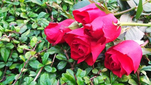Close-up of pink rose plant