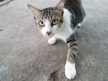 Portrait of kitten on street