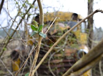 Close-up of plant against blurred background