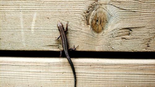 Close-up of insect on wood