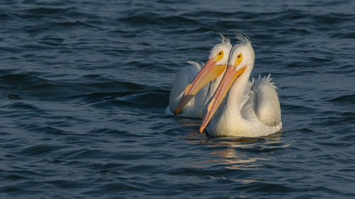 Pelicans swimming next to each other in sea in the low evening sunlight