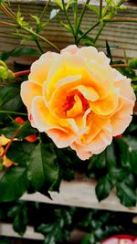 Close-up of orange rose blooming outdoors