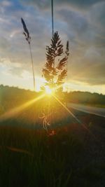 Sun shining through trees on field