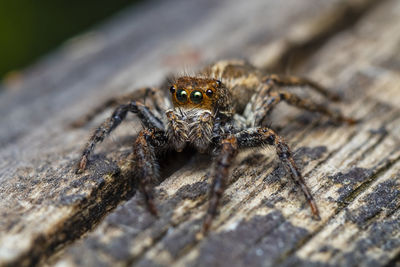 A beautiful macro-photo of  a jumping spider on a wooden surface