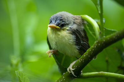 Close-up of bird perching on plant