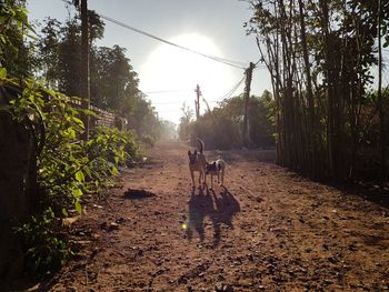 Dog walking in a park