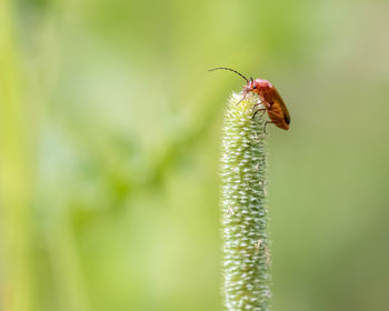 Common red soldier beetle finally got to the top