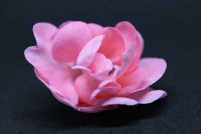 Close-up of pink flower against black background