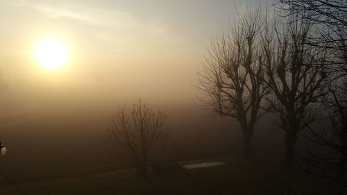 Silhouette trees against sky during sunset