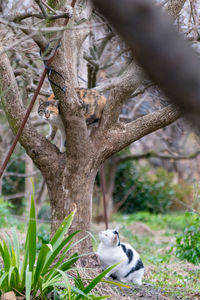 Close-up of squirrel on tree