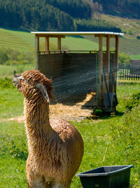 Alpakas having bath...