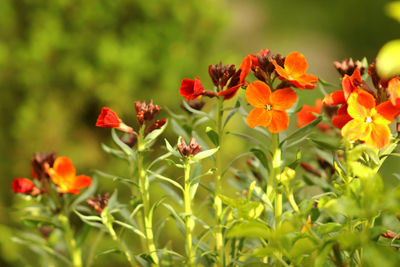 Close-up of orange flowering plants