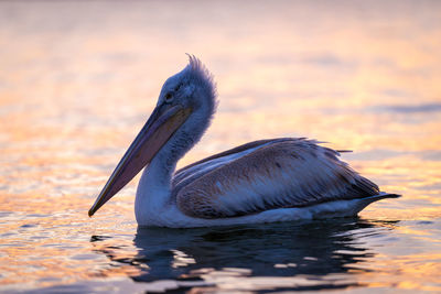 Close-up of pelican