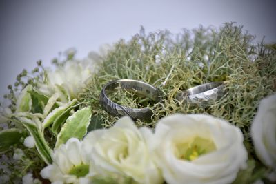 Close-up of white flowering plants