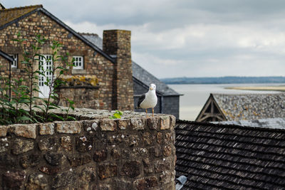 Seagull perching on roof against building