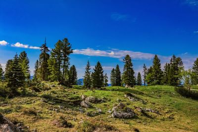 Scenic view of trees on landscape against blue sky