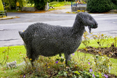 Side view of dog standing on field