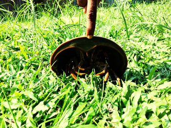 Plants growing on grassy field