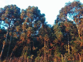 Trees in forest against sky during autumn