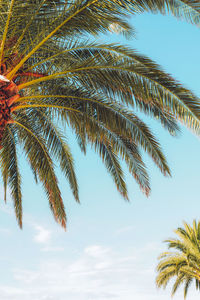 Low angle view of palm tree against sky