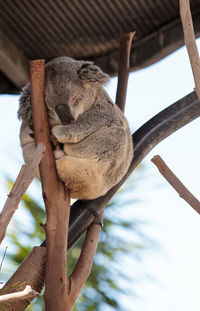 Low angle view of koala sleeping on wood