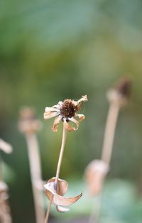 Close-up of wilted flower