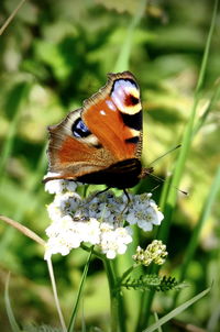 Close-up of insect on flower in field