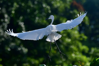 Close-up of bird flying against blurred background